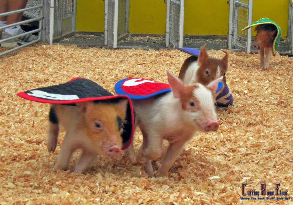 Swifty Swine Racing & Swimming Pigs Image #3