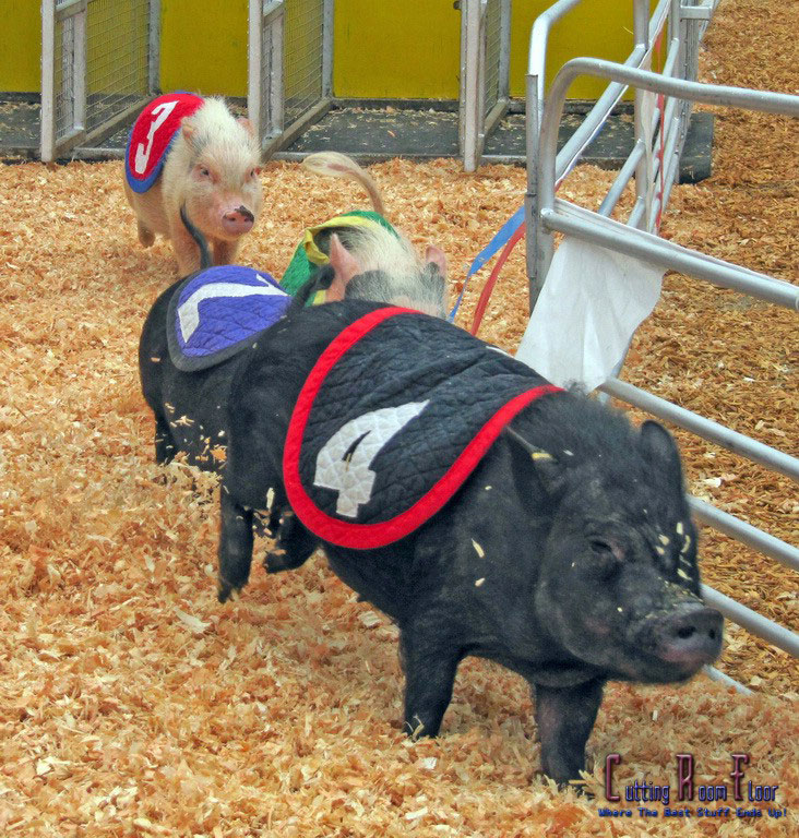 Swifty Swine Racing & Swimming Pigs Image #4